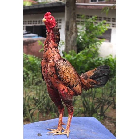 TELUR AYAM BANGKOK SHAMO BRAZIL FERTIL ASLI UNTUK TERNAK