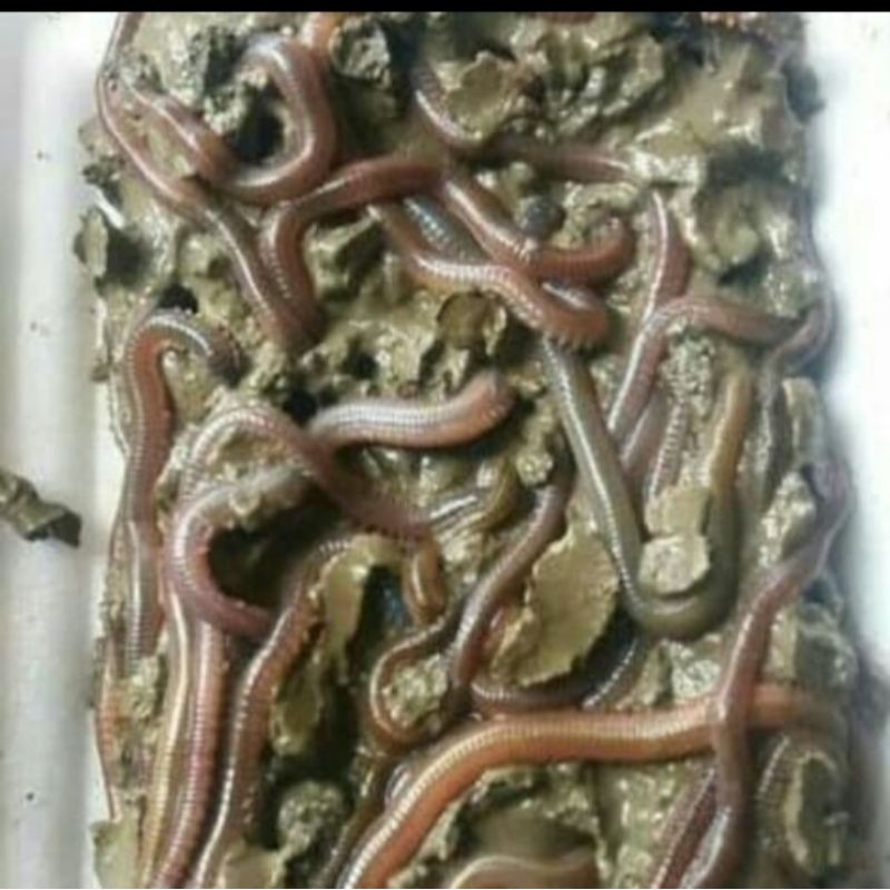umpan pancing Cacing laut / cacing naga isi 15 ekor