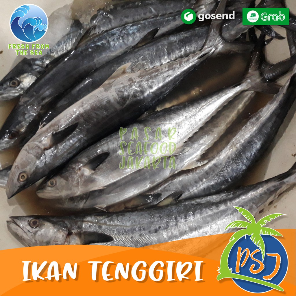

Ikan Tenggiri Segar Fresh - Tenggiri Batang Segar 1Kg