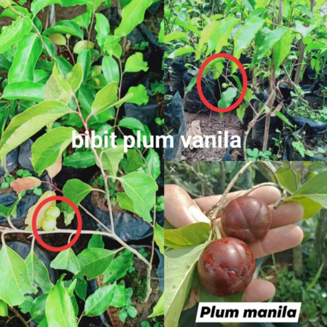 

Plum manila