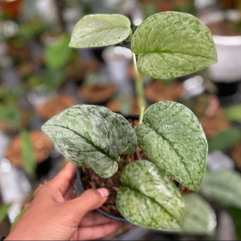 tanaman hias scindapsus pictus silver splash