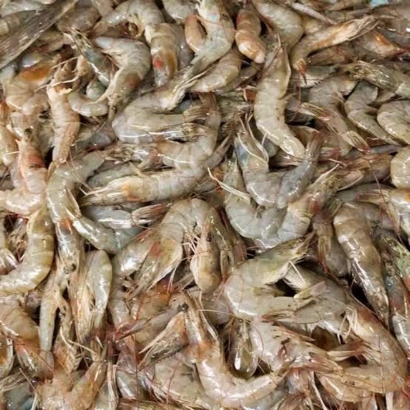 

Udang Segar 250 gram Murah Grab Only