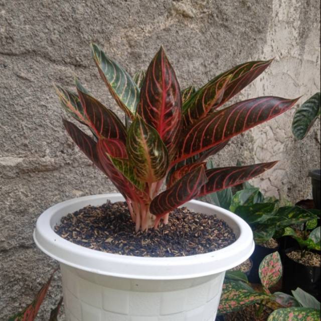 Aglonema red sumatra