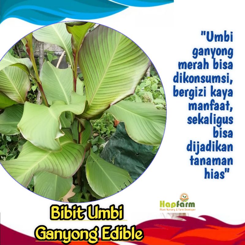 BIBIT UMBI GANYONG MERAH BISA DIKONSUMSI SEKALIGUS TANAMAN HIAS