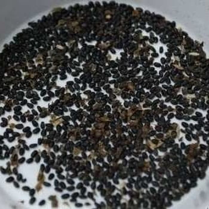 Biji kemangi 1kg tanaman bibit murah