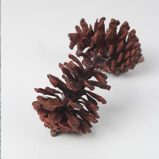 Pine Cone Biji Pinus  Kering Buah Pinus  Properti Foto 