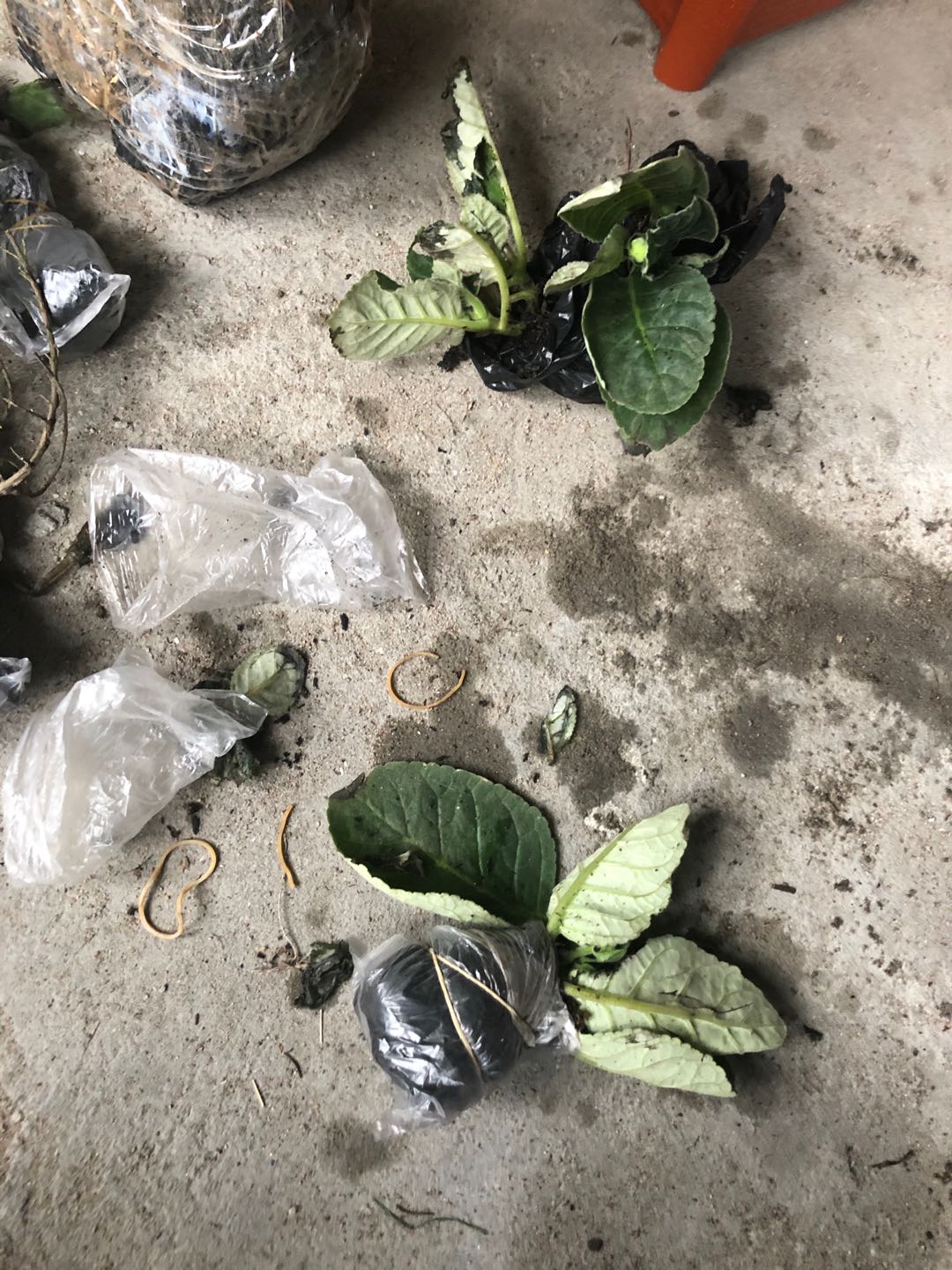 Tanaman Hias - Bibit Bunga Gloxinia