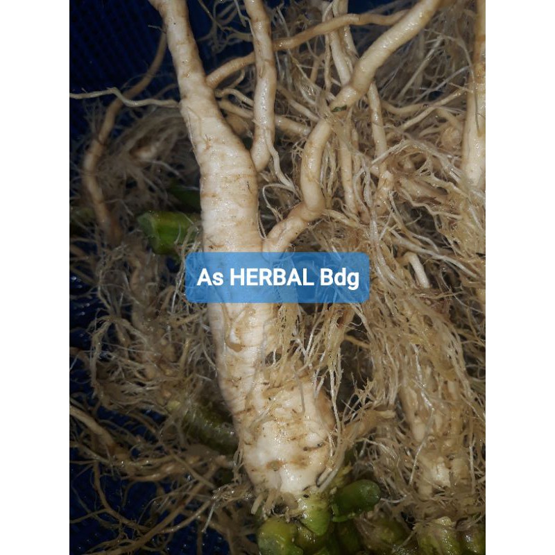 

Akar Ciplukan Segar atau Cecenet per 600 gram-az