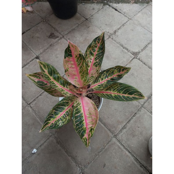 Aglonema Red Sumatra Mutasi / redsum Mutasi