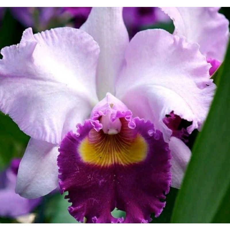 tanaman hias anggrek tanah bunga unggu langka tanaman hidup