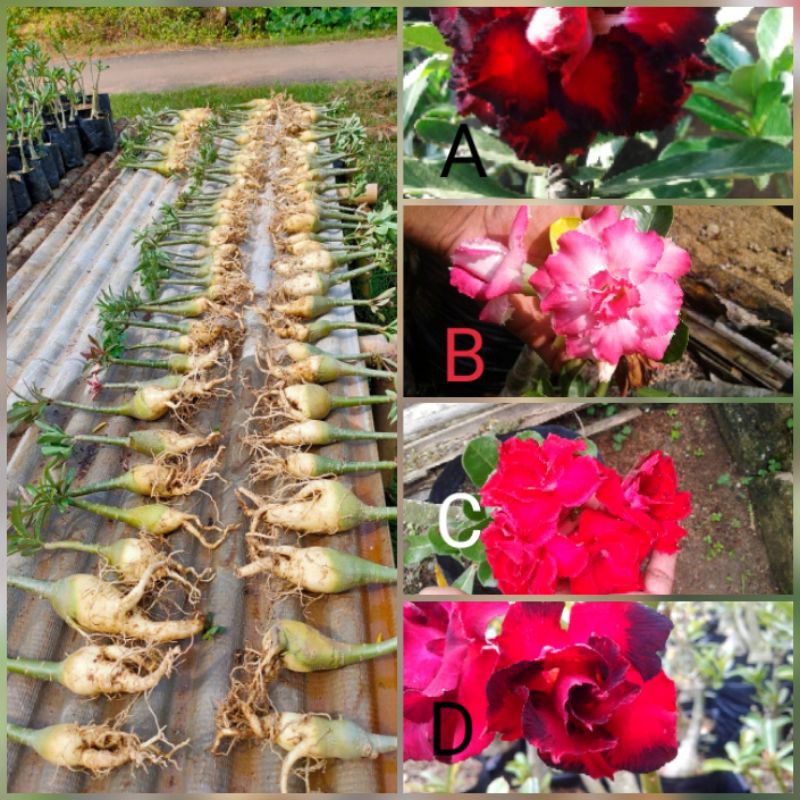 paket adenium Tumpuk/adenium grafting 4 batang