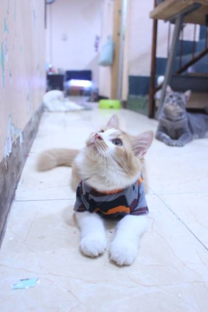 Kaos army dasar warna orange lucu untuk kucing dan anjing / baju kucing murah size S M L XL