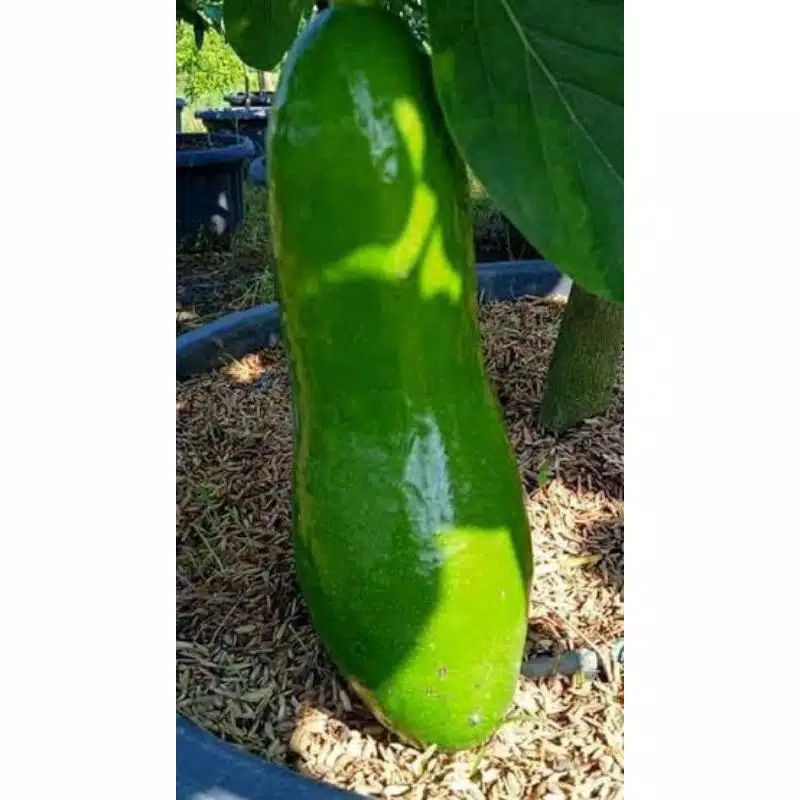 Bibit buah alpukat kelut/subang Unggul. _super _bibit