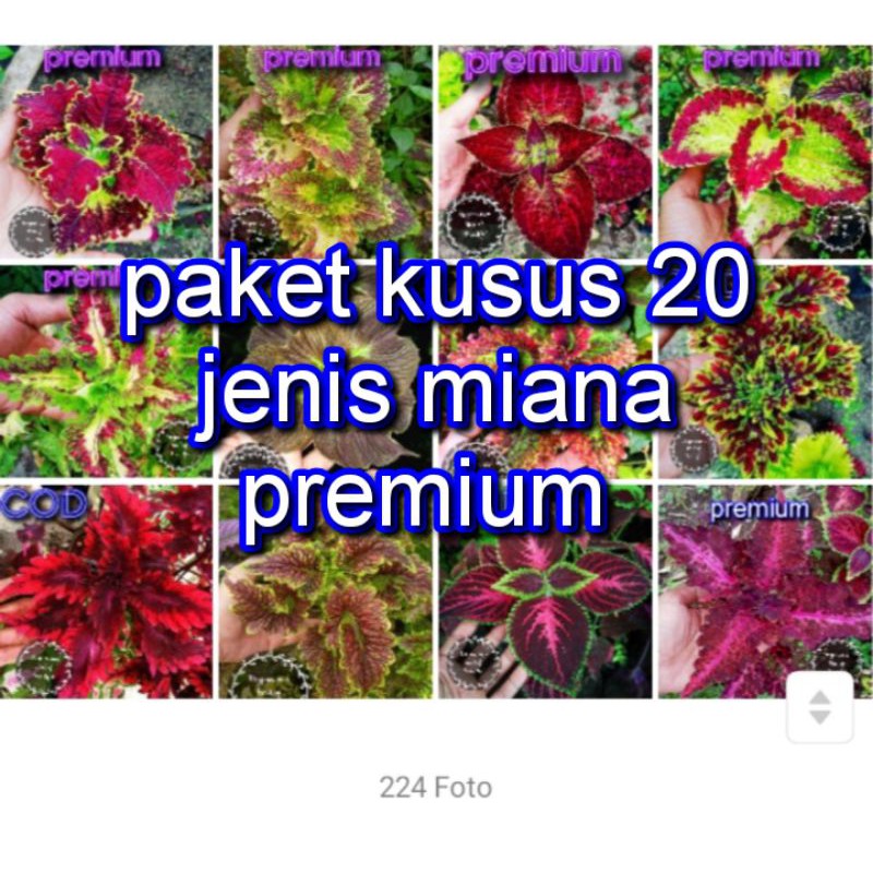 Miana Tanaman Hias Bunga Langka Pohon Coleus Merah Daun Miana Miyana Iler Premium Sultan Murah