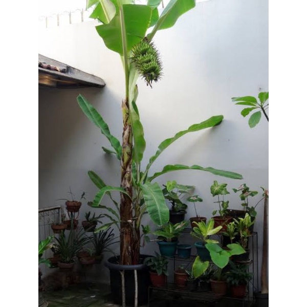 Bibit Pohon Pisang Lampung