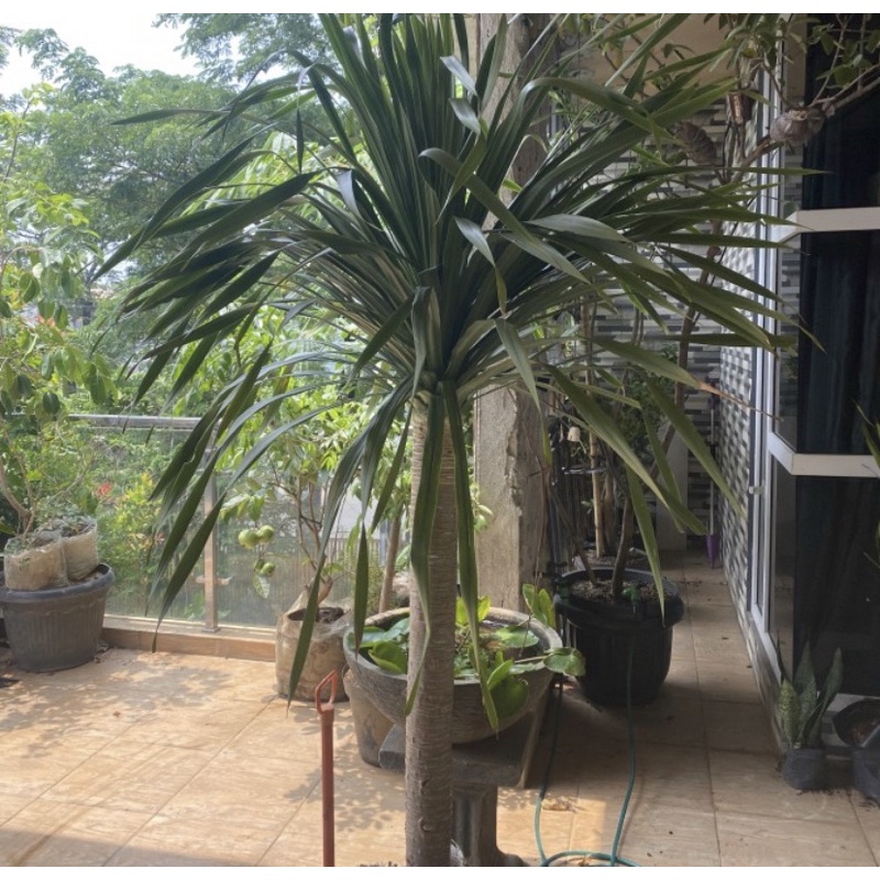tanaman hias pandan bali batang besar