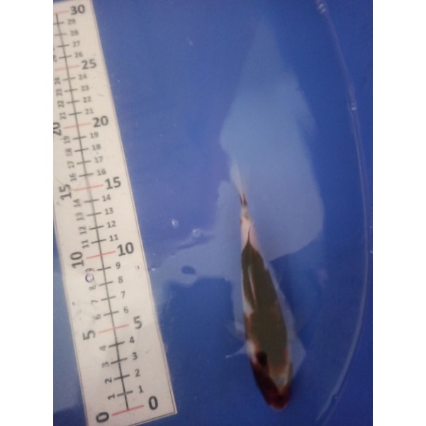 ikan koi ai goromo indukan Import Jepang F1 bergaransi pengiriman