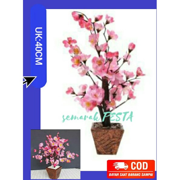 Pohon sakura,pohon imlek,pohon bunga sakura,pohon mehwa