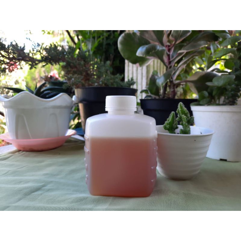 

Madu Kelulut Asli 500gr | Madu Penambah Sistem Imun