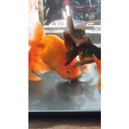 ikan mas koki rancu kualitas fancy ukuran 8-9 cm