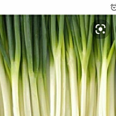 

vs2011bd Bawang Daun Bersih 100 Gram Fsfs201