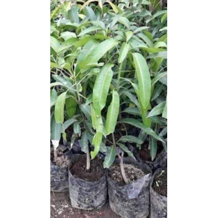 BIBIT POHON MANGGA IRWIN