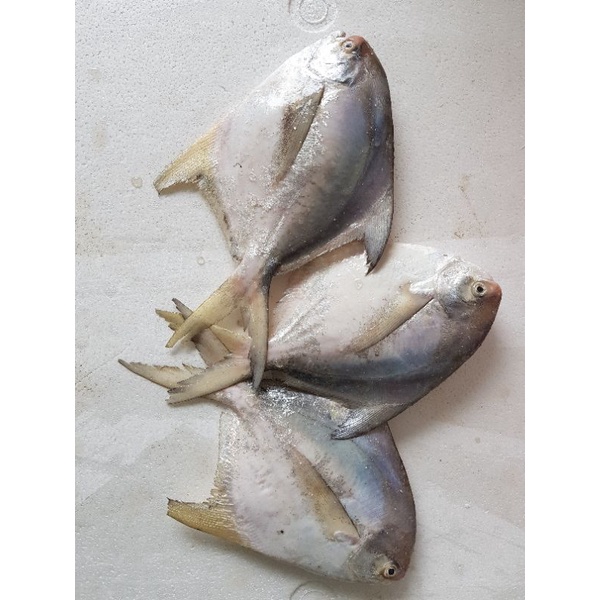 

ikan bawal putih size 3/4