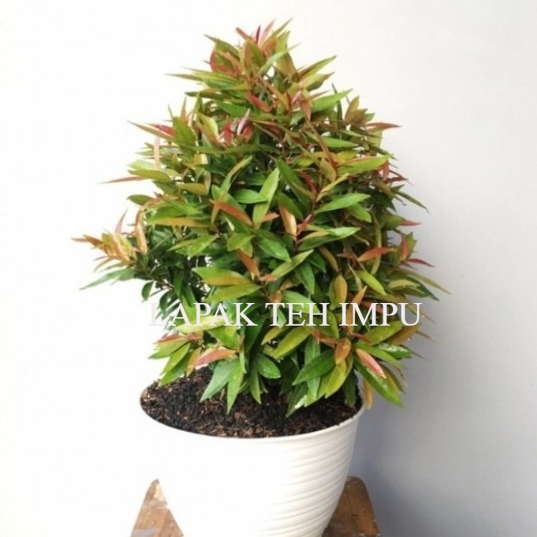 ( BISA COD ) Tanaman Hias Pucuk Merah / Pohon Pucuk Merah Hiasan Taman Bunga Hias Hidup Pucuk Merah-