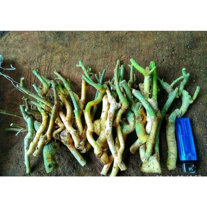 Bahan bonsai serut unik