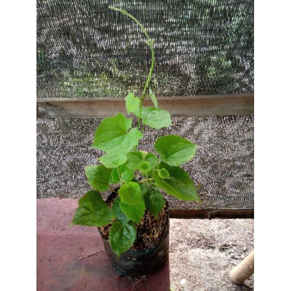 tanaman rambat bunga tumbergia / thunbergia putih dan ungu