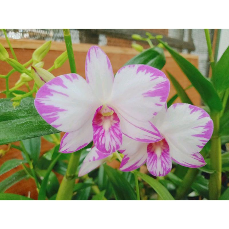 Anggrek Dendrobium Enobi