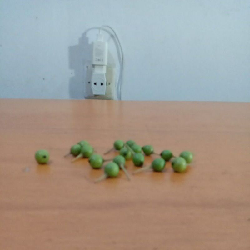 Buah kersen HIJAU segar 100 buah / talok / ceri (Muntingia calabura)