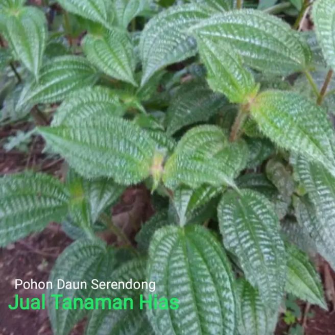 

daun harendong/daun serendong herbal 300 gram