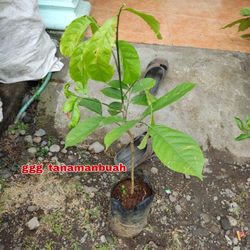 Bibit Buah Duku Manis Hasil Okulasi Tanpa Biji