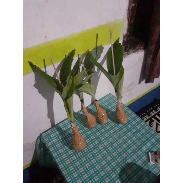 Bibit kunyit hitam