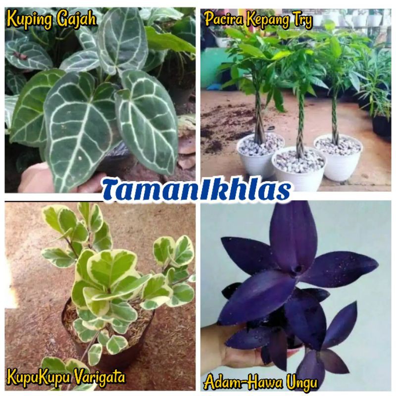Promo Paket Murah Tanaman Hias Kupukupu Varigata Pacira Kuping Gajah Adam-Hawa