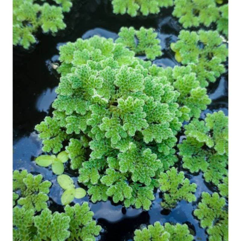 Bibit Azolla Azola Microphyla Pinnata Pakan Ikan 1 kg