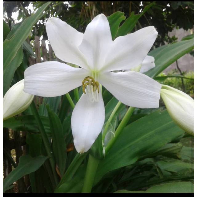 Bibit Bunga Amarilis Putih Bunga Amarilis Amarilis Bunga Putih Amarilis Shopee Indonesia