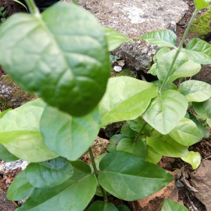 

1 ikat daun bunga melati jawa