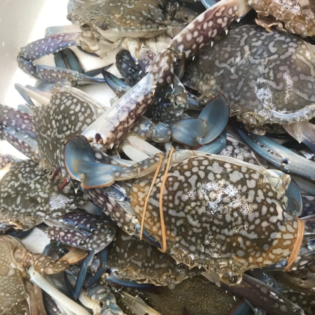 

Rajungan 1kg isi 8-10