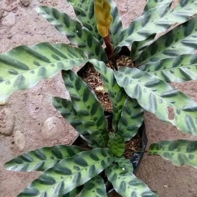 Tanaman hais calathea lancifolia meranti bulu ayam - merati - meranta - ABR