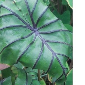 Jual Colocasia Pharaohs Mask /paraohs / alocasia paraoh | Shopee Jual Colocasia Pharaohs Mask /paraohs / alocasia paraoh | Shopee