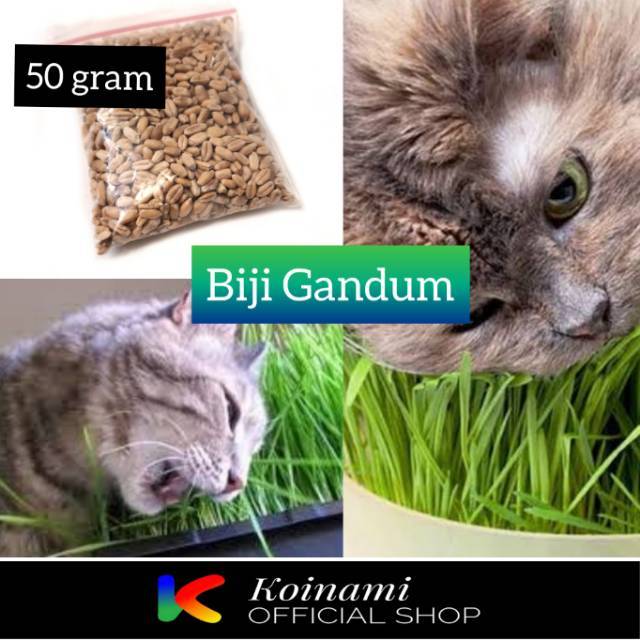 Biji Gandum Rumput Kucing 50 Gram Aksesoris Makanan Kucing