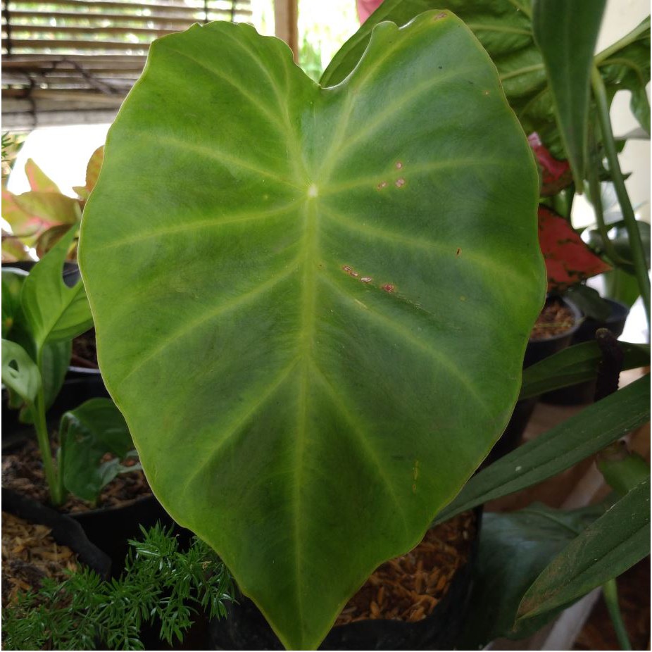 Tanaman Hias Keladi Vivipara / Colocasia Vivipara