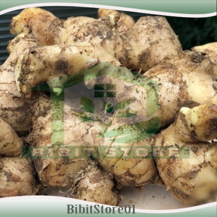 

Jahe Putih - Jahe Gajah Super Jumbo 1 Kg 1Kg Segar Fresh Muda Tua - JAHE TUA