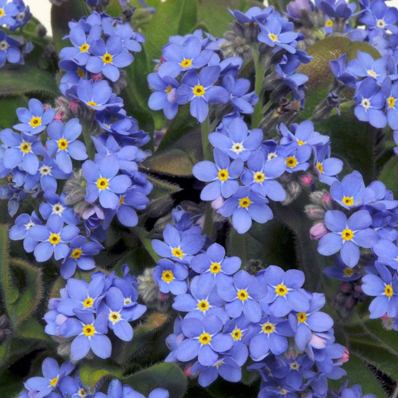 Benih-Bibit Bunga Forget Me Not (Haira Seed)0Benih-Bibit Bunga Forget Me Not (Haira Seed)