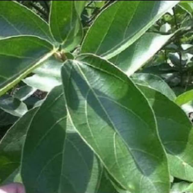 

Daun cincau segar 100gr
