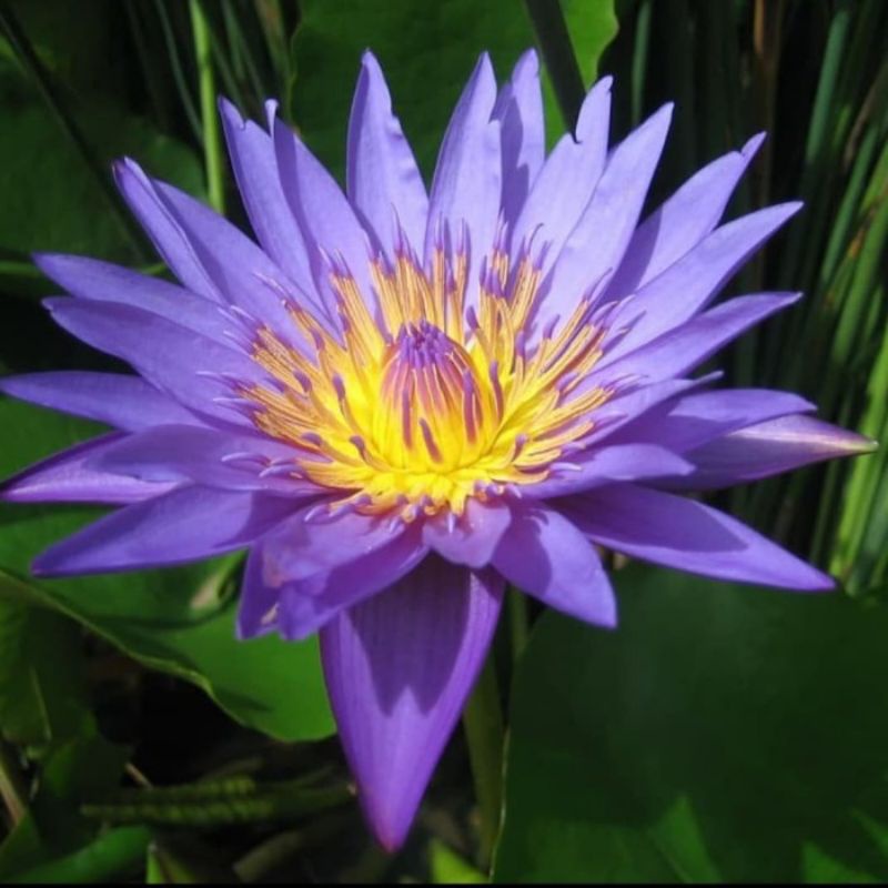 tanaman air teratai biru muda + pot / baskom