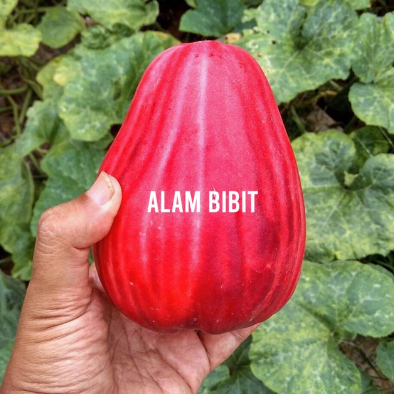 BIBIT JAMBU AIR JAMAIKA OKULASI (COCOK DI TANAM POT)