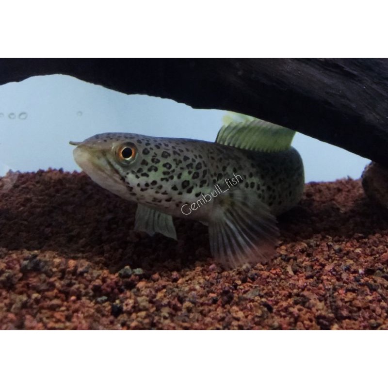 cod kebutuhan aquarium channa cana limbata granit ori fulldot uk 12-13cm